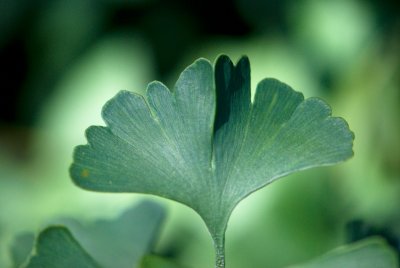Ginkgo biloba 'Saratoga' - jinan dvoulaločný - list